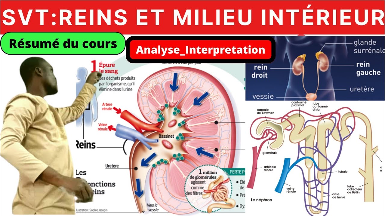 SVT#LES REINS#Milieu_Interieur#Résumé du cours#Exercice_corrigé#
