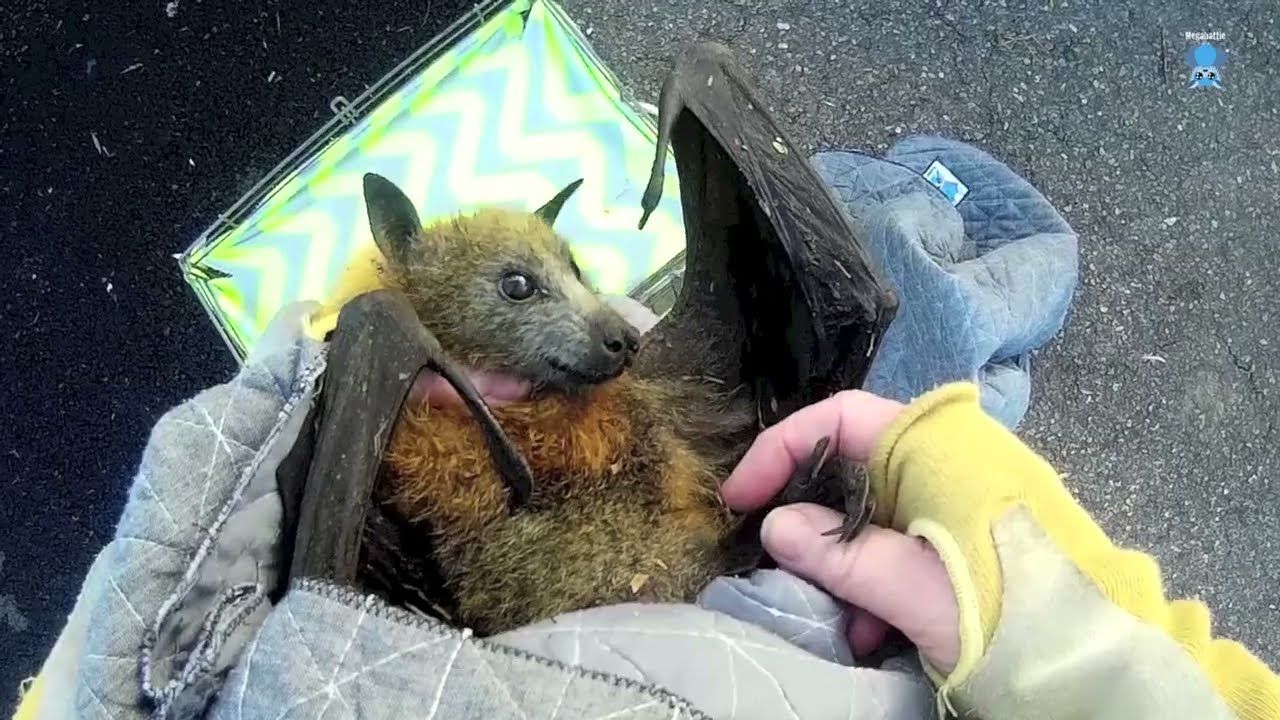 Rescuing a flying-fox on the road:  this is Hoodie