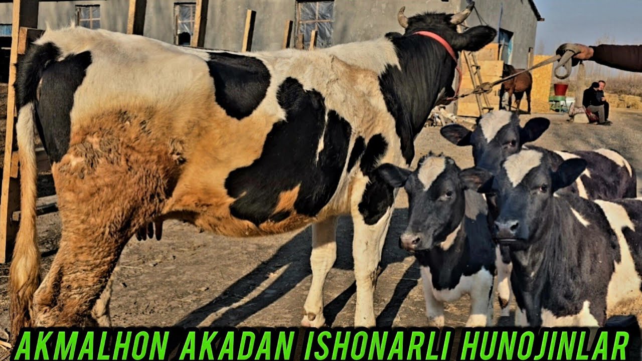 AKMALHON AKADAN ISHONARLI HUNOJINLAR VA TAYYOR BUGʻOZ SOTILADI 👍✅️