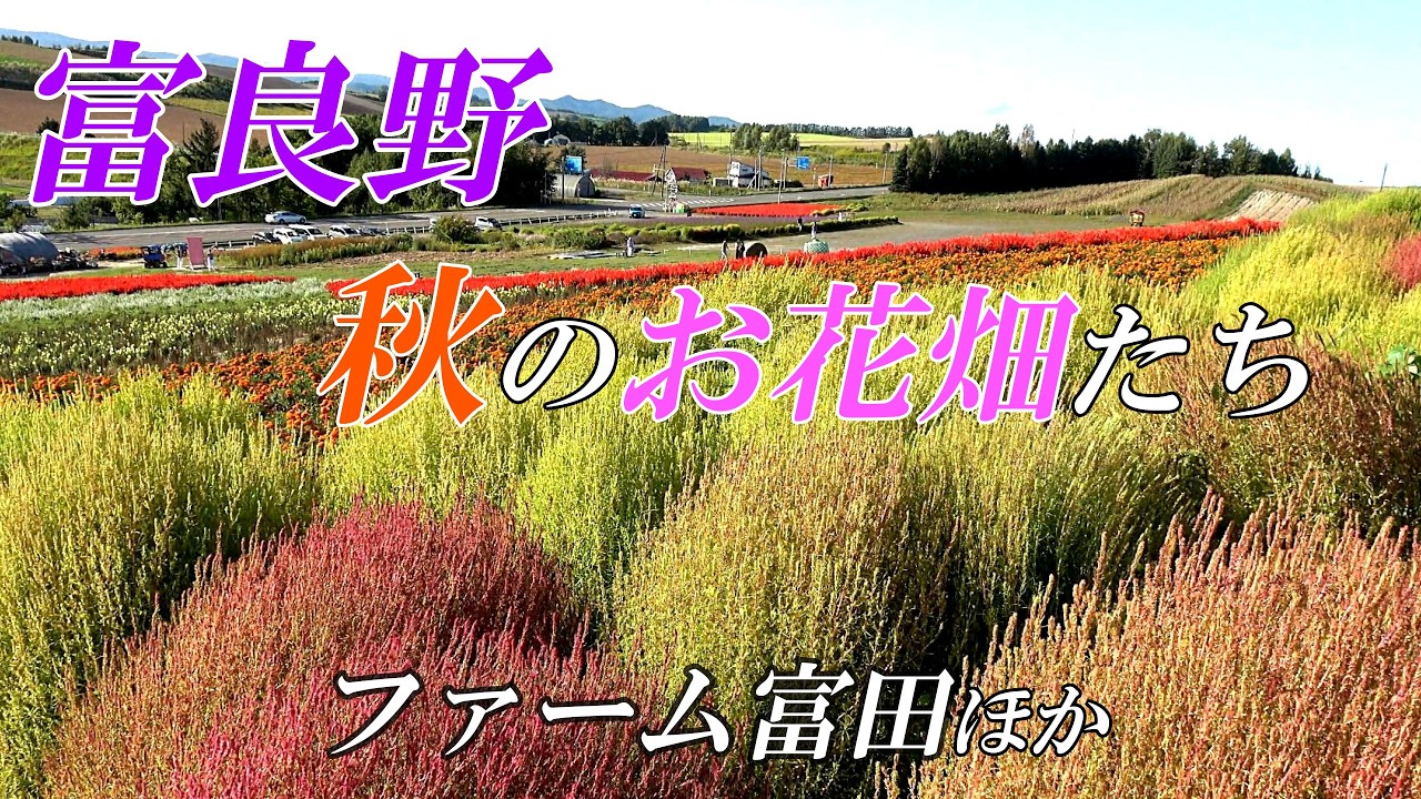 【北海道 富良野】秋のお花畑たちの美しさ～ファーム富田、かんのファーム、フラワーランドかみふらの　４Ｋ
