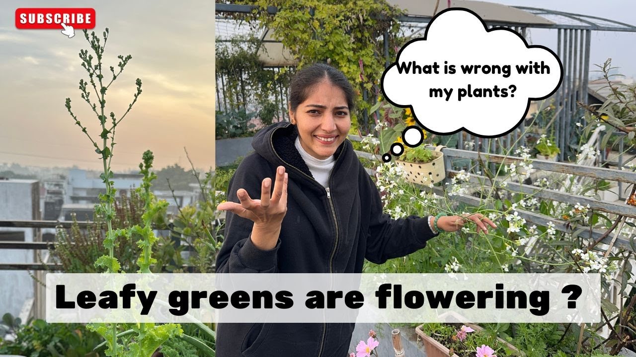 Why is my Lettuce, Coriander or Pakchoi flowering? BOLTING kya Hota hai ?