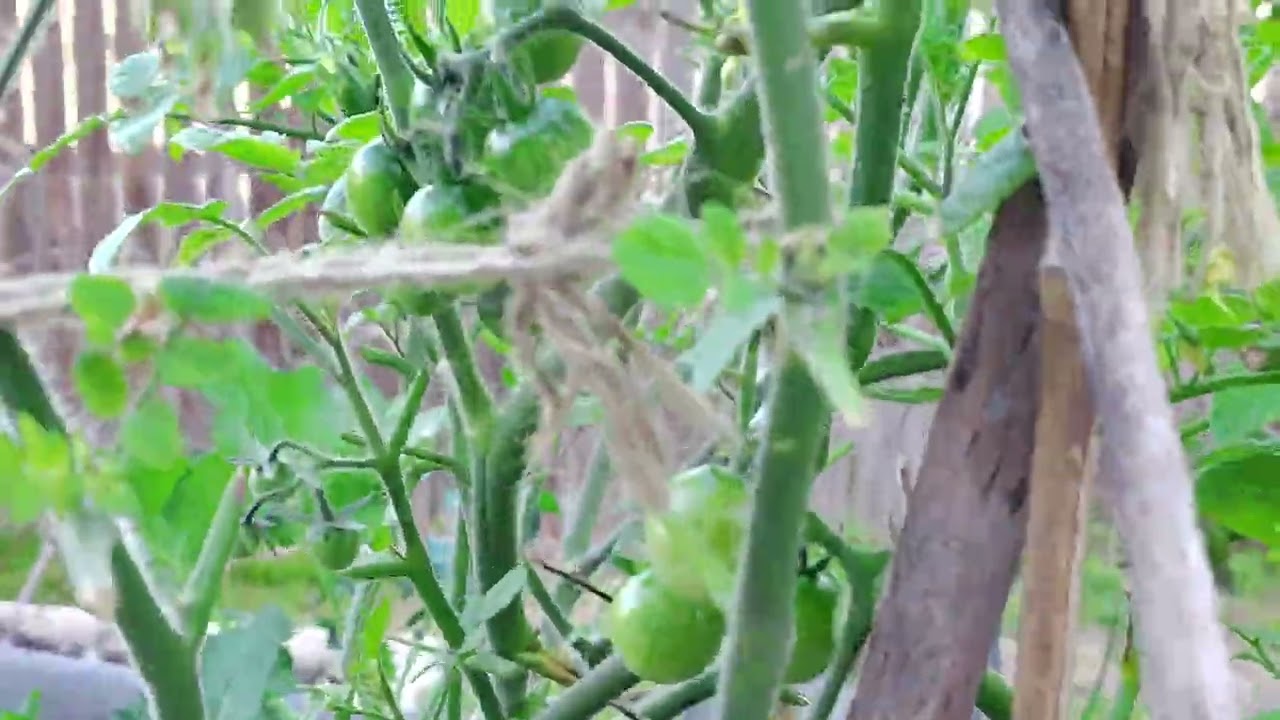 小菜園意外發牙長成的車厘茄經歷了0°寒冷打擊總算活過來，不知成熟後蕃茄味道會否有特別？