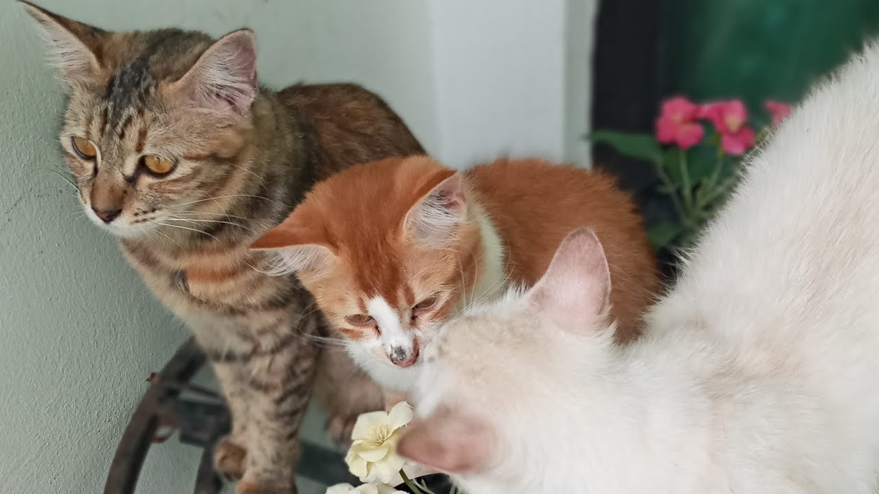 Cats & kittens are 873 & 782 & 708 & 625 & 524 & 507 & 459 & 383 & 268 & 230 & 130 &290 &224 &122&88