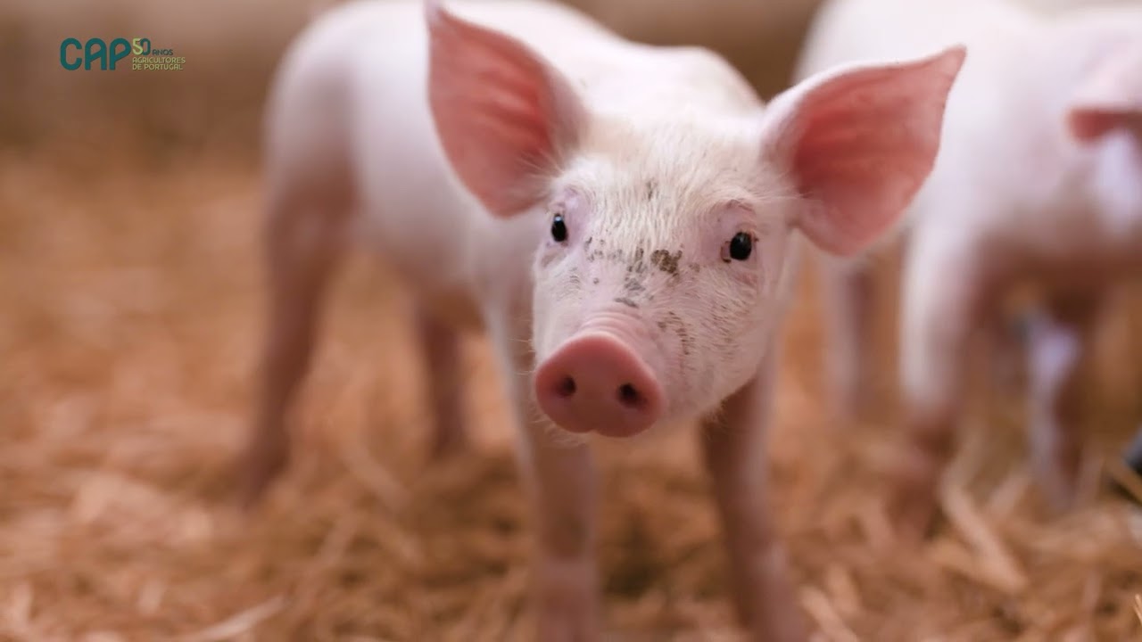 Biometano, um g&aacute;s renov&aacute;vel