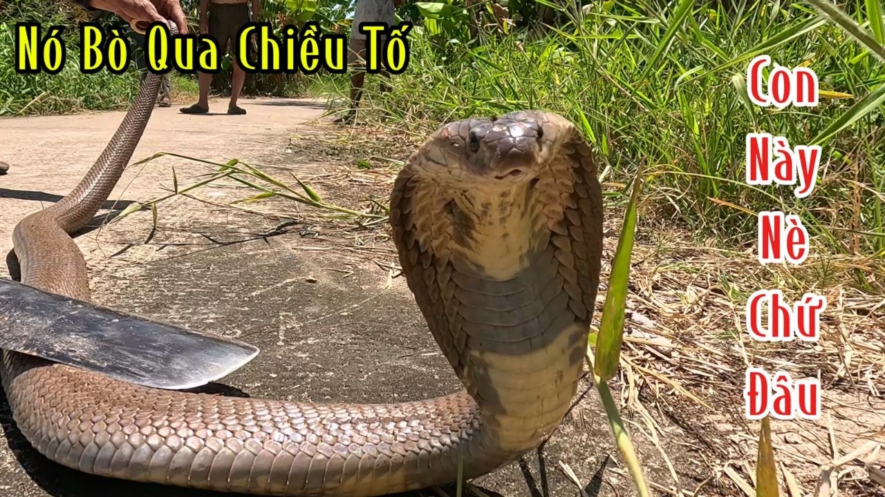 Chiều Tối Ông Anh Chạy Xe Cáng Ngang Qua Con Rắn Hổ Mang Mà Rung Người | Mười Thương Săn Bắt