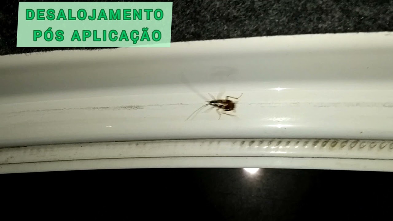 Problemas com Baratas no seu Carro ?