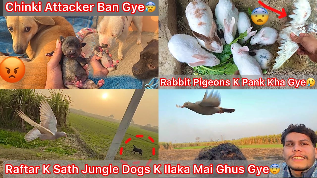 Rabbit Pigeons K Pank Kha Gye😰|| Chinki Puppies Dena K Bad Attacker Hogye😡|| Raftar Vs Jungle Dogs🐶