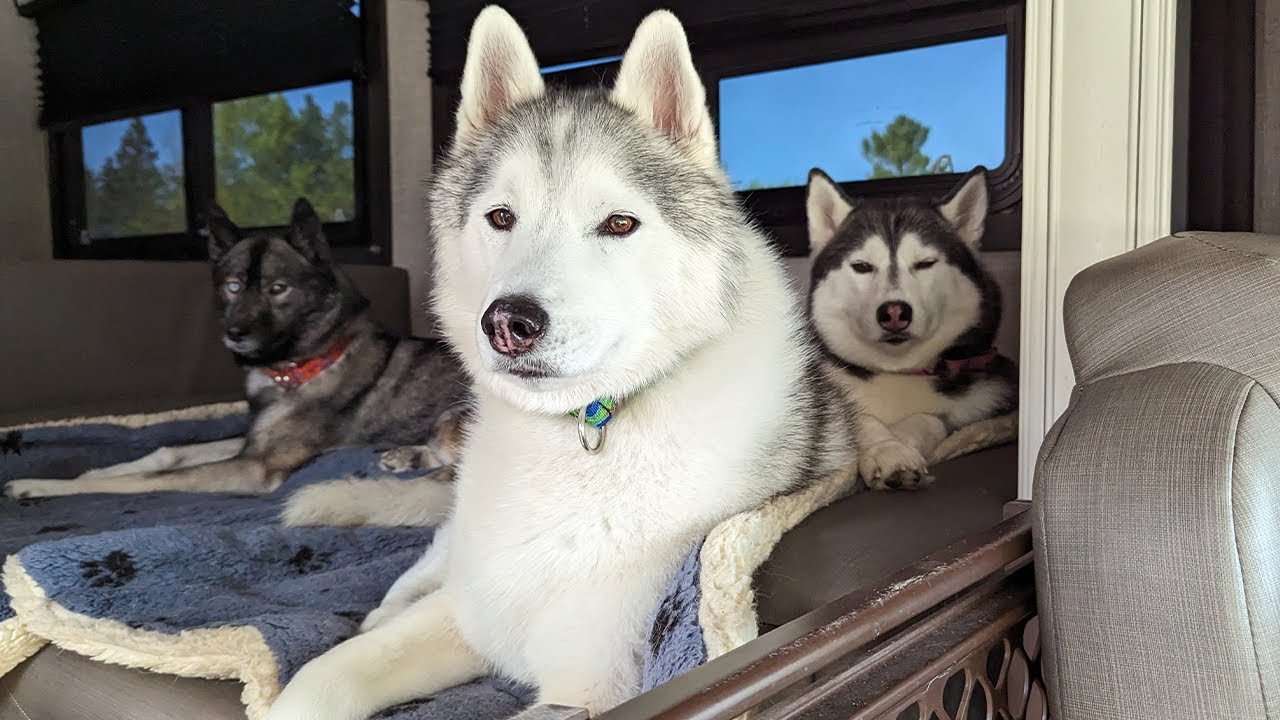 Did the Dogs Get COLD While Camping?