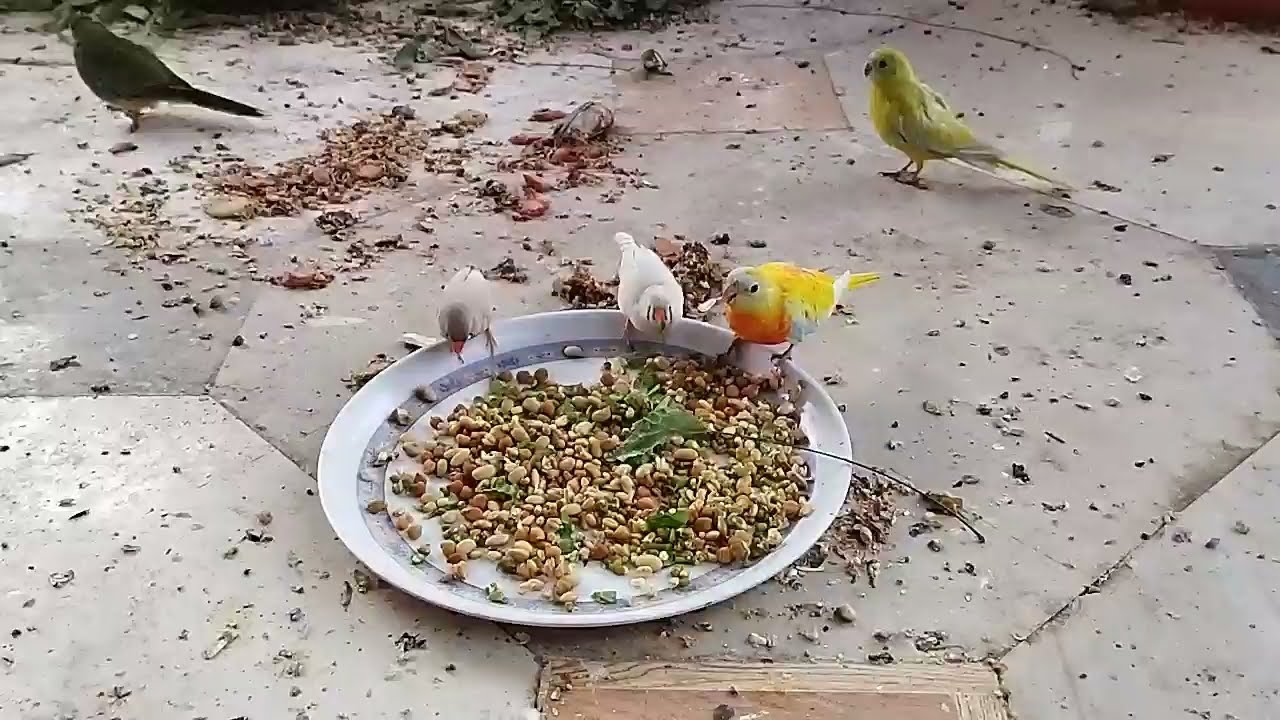 A walk in roof top mixed aviary || Colourful birds he birds hain. 🐦🦆🐧🦜🦃