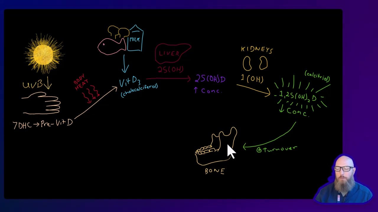 Vitamin D, Calcium, PTH Pathways and Effect on Bone