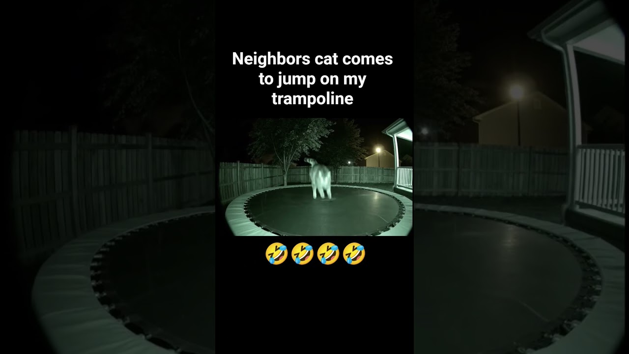 Neighbors cat comes to jump on my trampoline 🤣🤣🤣🤣 #cat #jumping #trampoline #viral