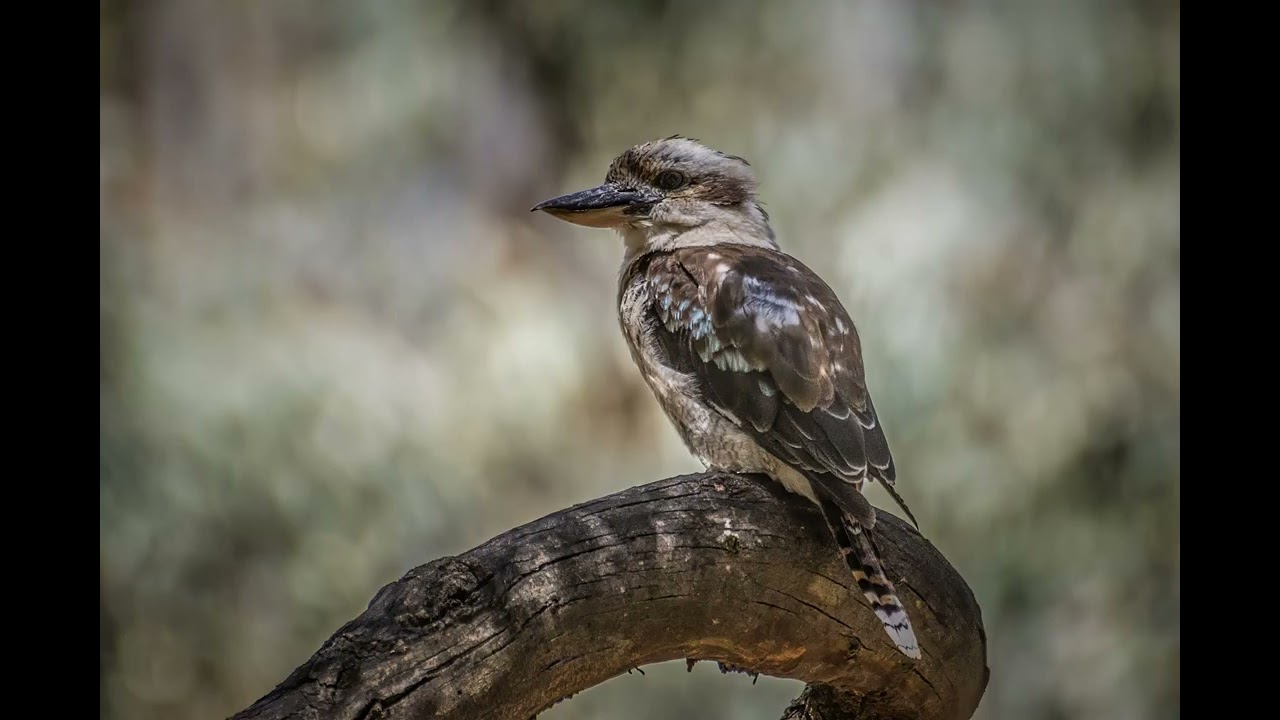 Birds 20260111