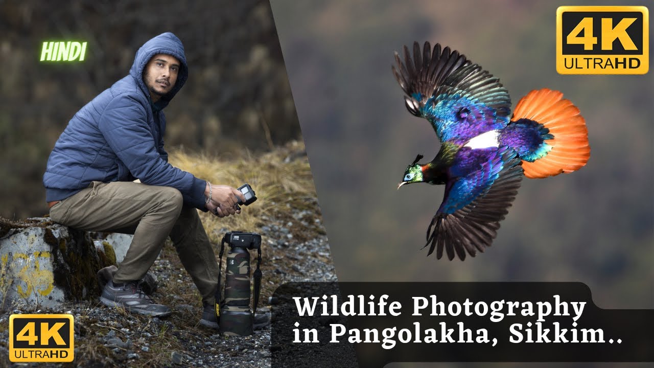 Bird Photography in Pangolakha Wildlife Sanctuary | Zuluk Tour | Old Silk Route , Sikkim | Nathang |