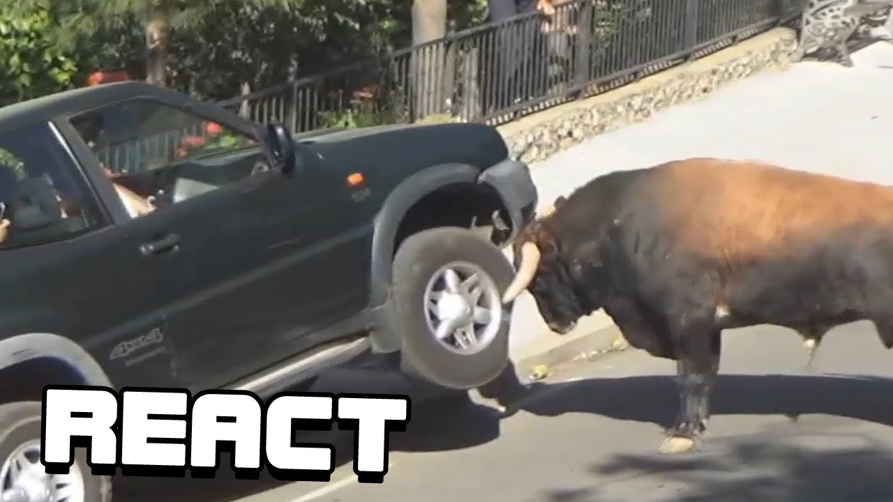React: Damn Nature You Scary | Funny Scary Animal Encounters