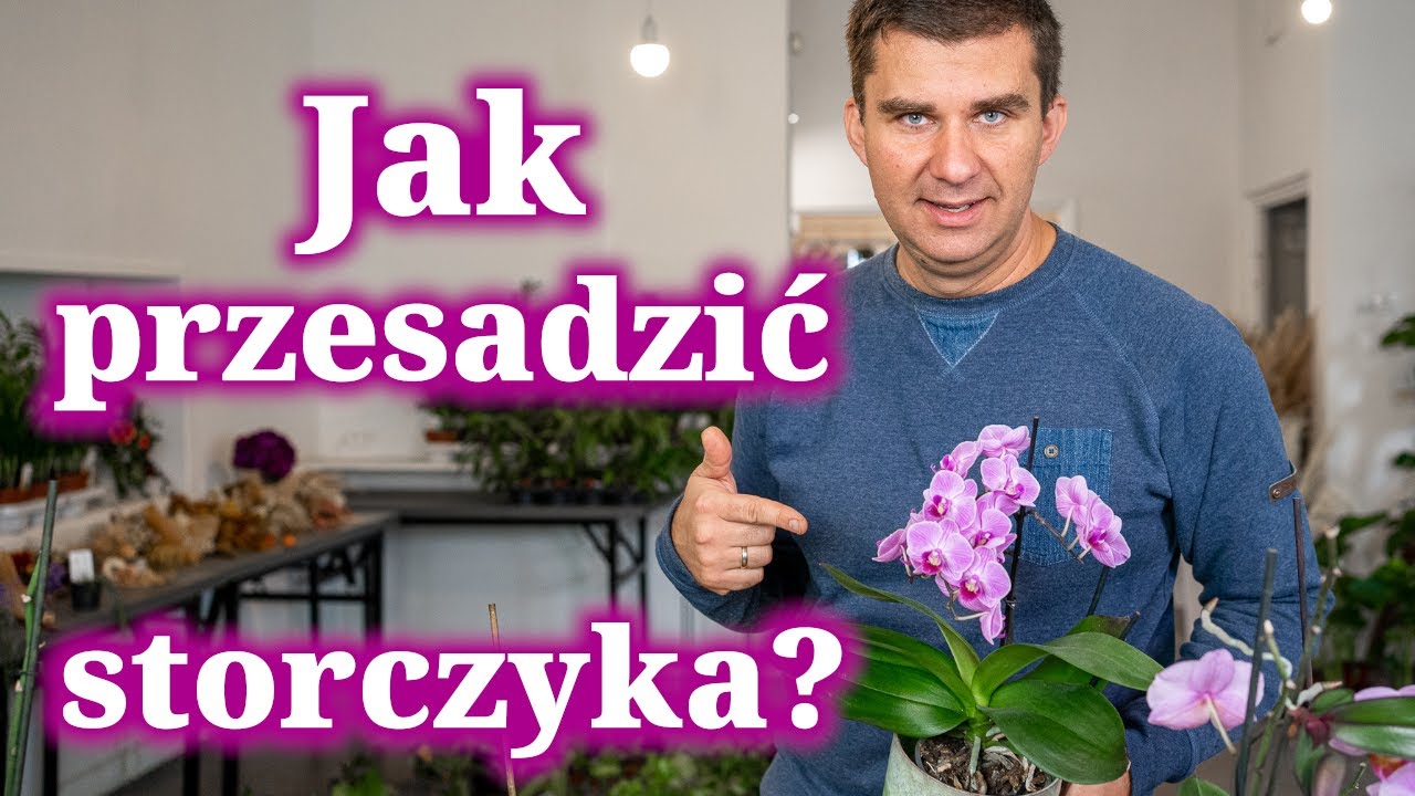 Jak podlewać storczyki i jak je przesadzać.
