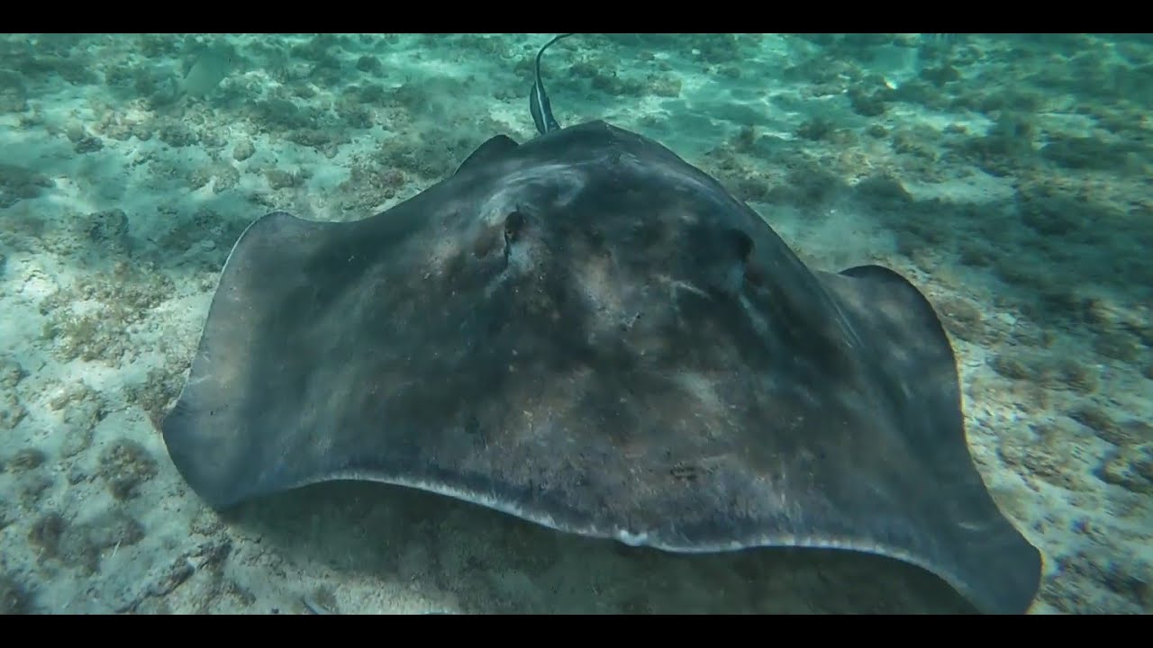 Snorkeling, spearfishing and freediving in Playa Del Carmen