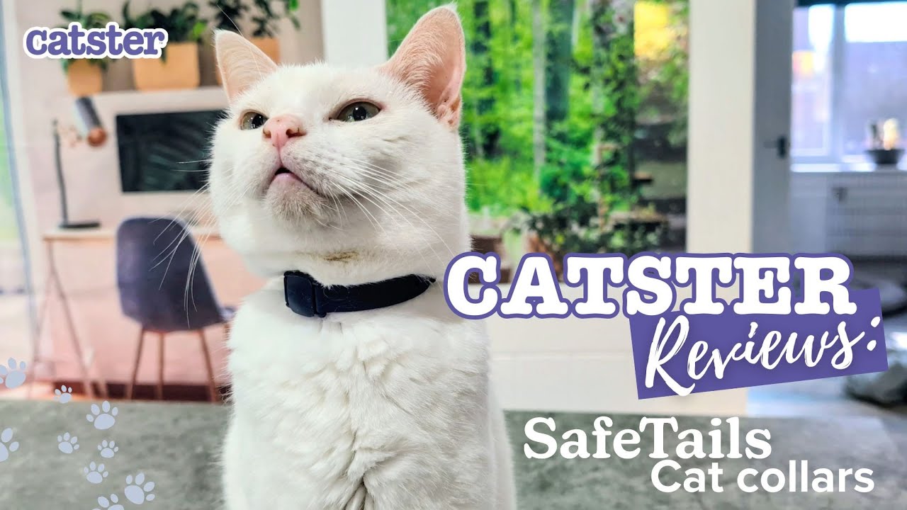 Почему мы любим ошейники Safe Tails для кошек — наш обзор 2025 года