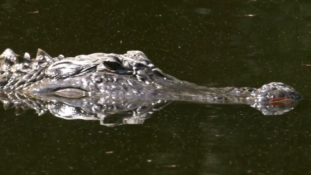 Nature Connections: Marsh Madness Alligators