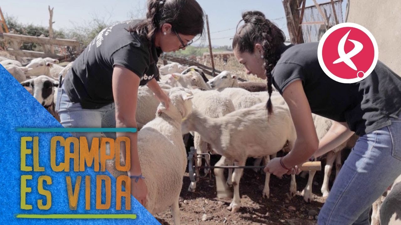 Isabel y Lidia estrenan los hierros de su ganadería | El campo es vida
