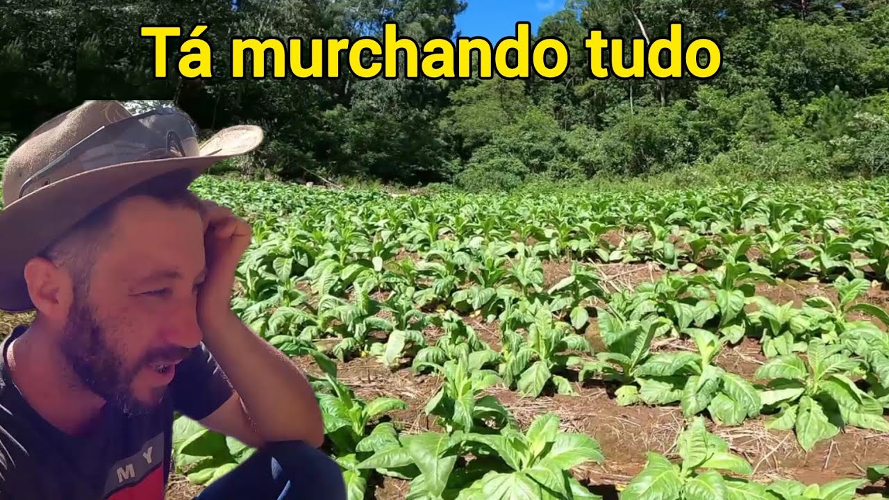 NOSSA LAVOURA DE FUMO ESTA MURCHANDO TUDO/180mm DE CHUVA/LEVANTANDO FUMO E FAZENDO CONSERTOS NA CASA