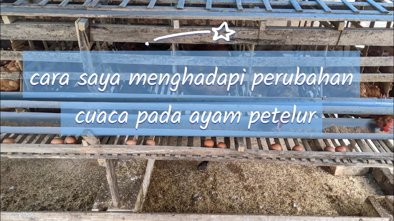 antipasi itu penting dalam perubahan cuaca #peternakmuda #ayampetelur 