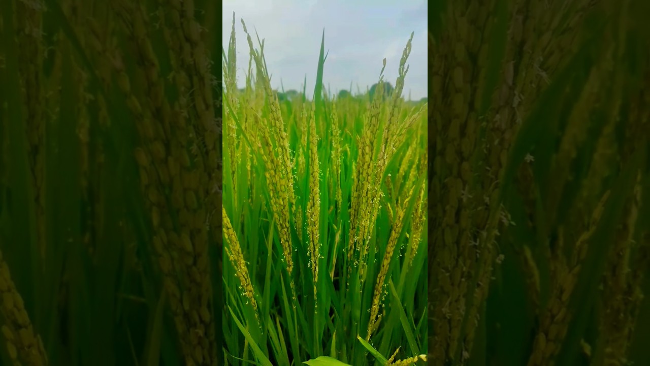 धान की खेती 🌾📸 #trending #kisan #dhaankikheti #rice #shorts