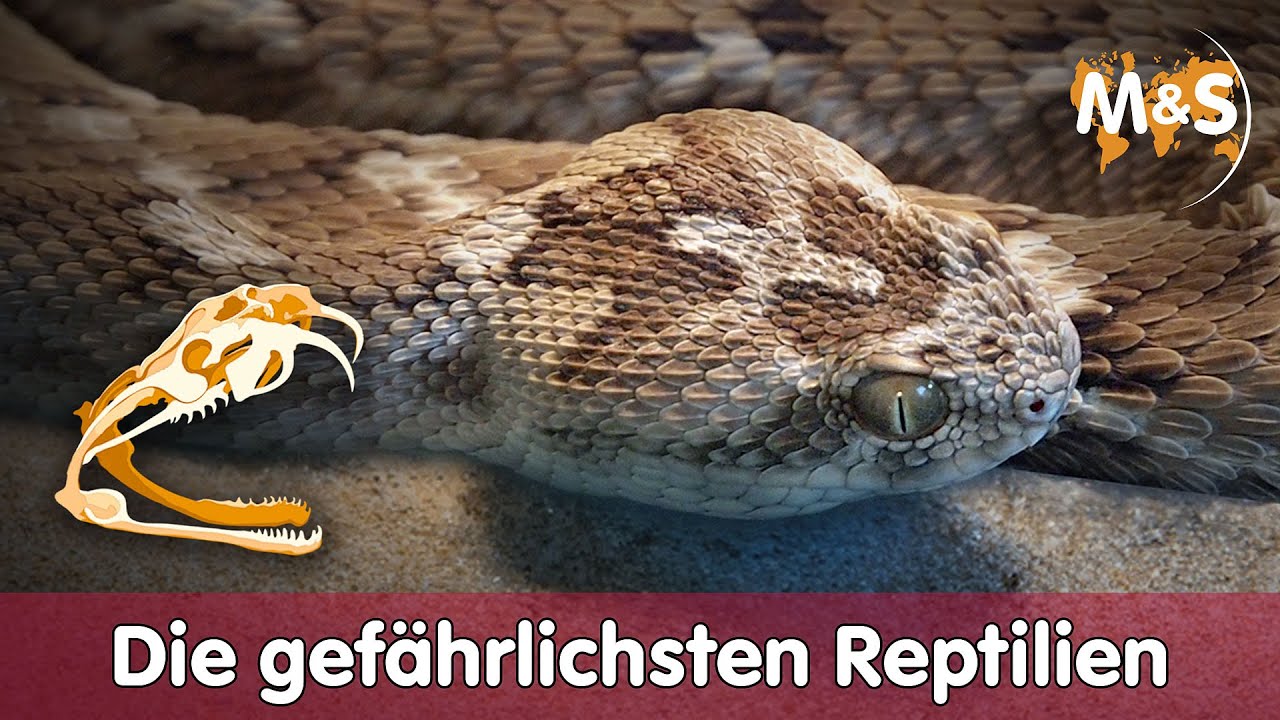 🧪 Die gefährlichsten Reptilien der Welt 🏥