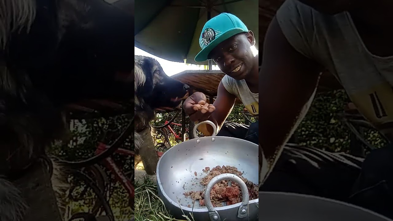 How to deworm your dog#youtubefeed #youtubevideo #25pawzprotectiondogs #pets #dogtraining 