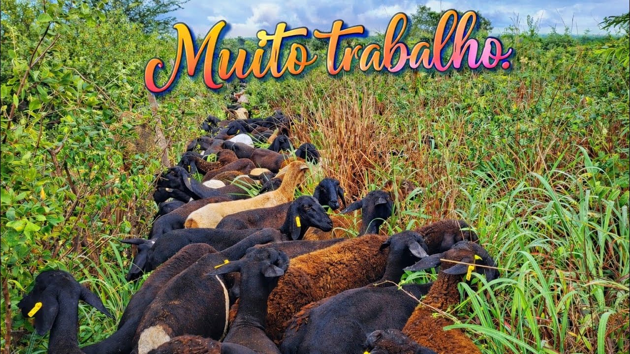 Transferindo os animais para outra manga deu muito trabalho quase desisti