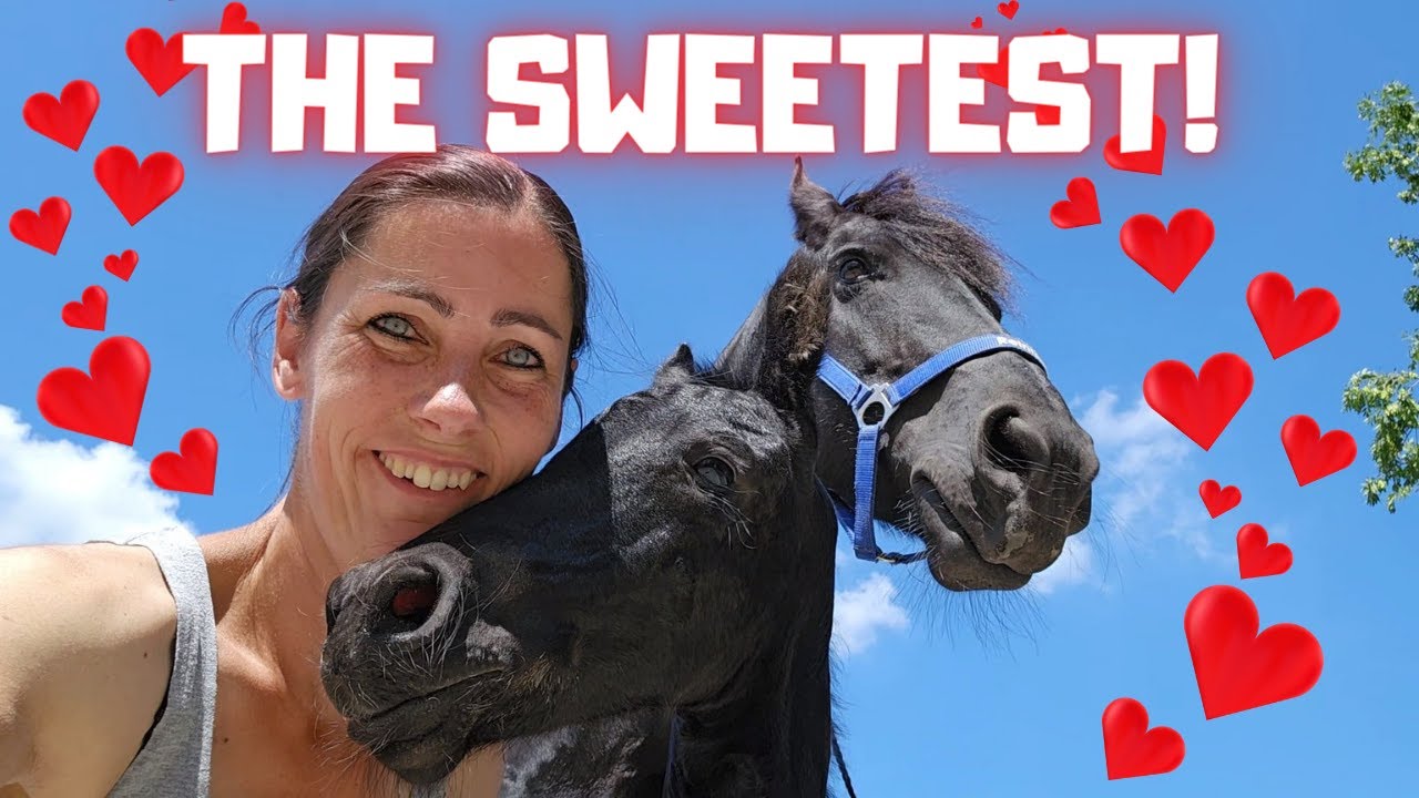 All the ponies have escaped. Yfke is the sweetest | Friesian Horses