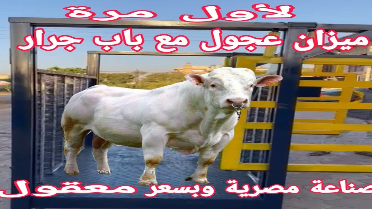 لأول مرة ميزان العجول له ( باب جرار )..يسهل للغاية وزن العجول ..له دقة عالية جدا..ثبات القراءة لفترة
