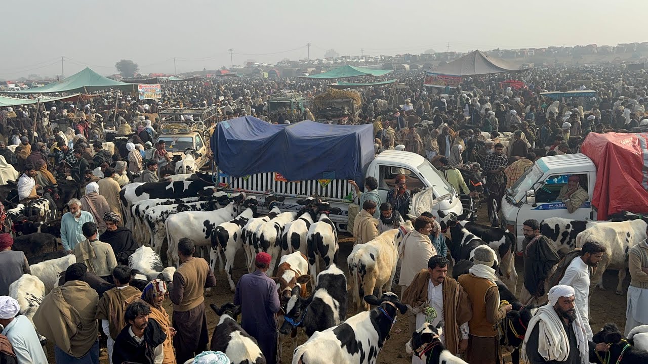 Pull qambar Mandi today 30/12/25 | top quality bachriyan #cow #pull #animalfarming #dera #hfcow