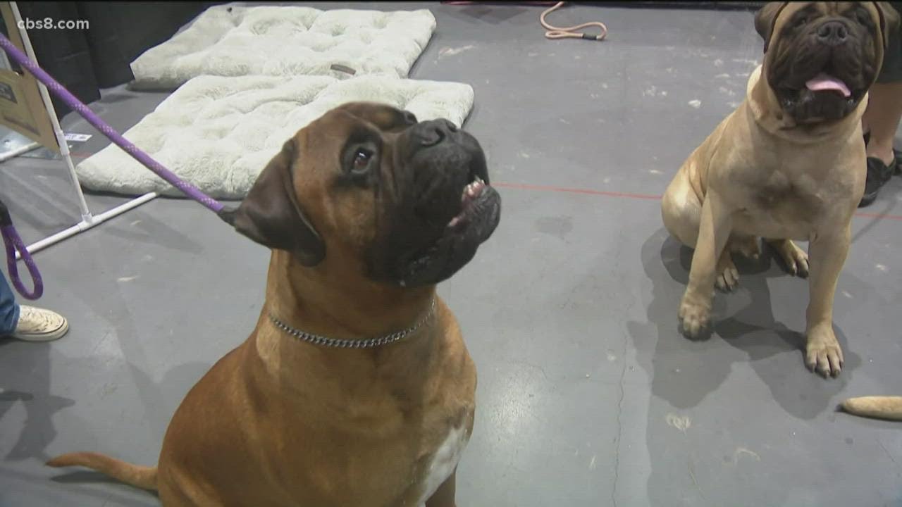 'Meet the Breeds' of the American Kennel Club comes to San Diego