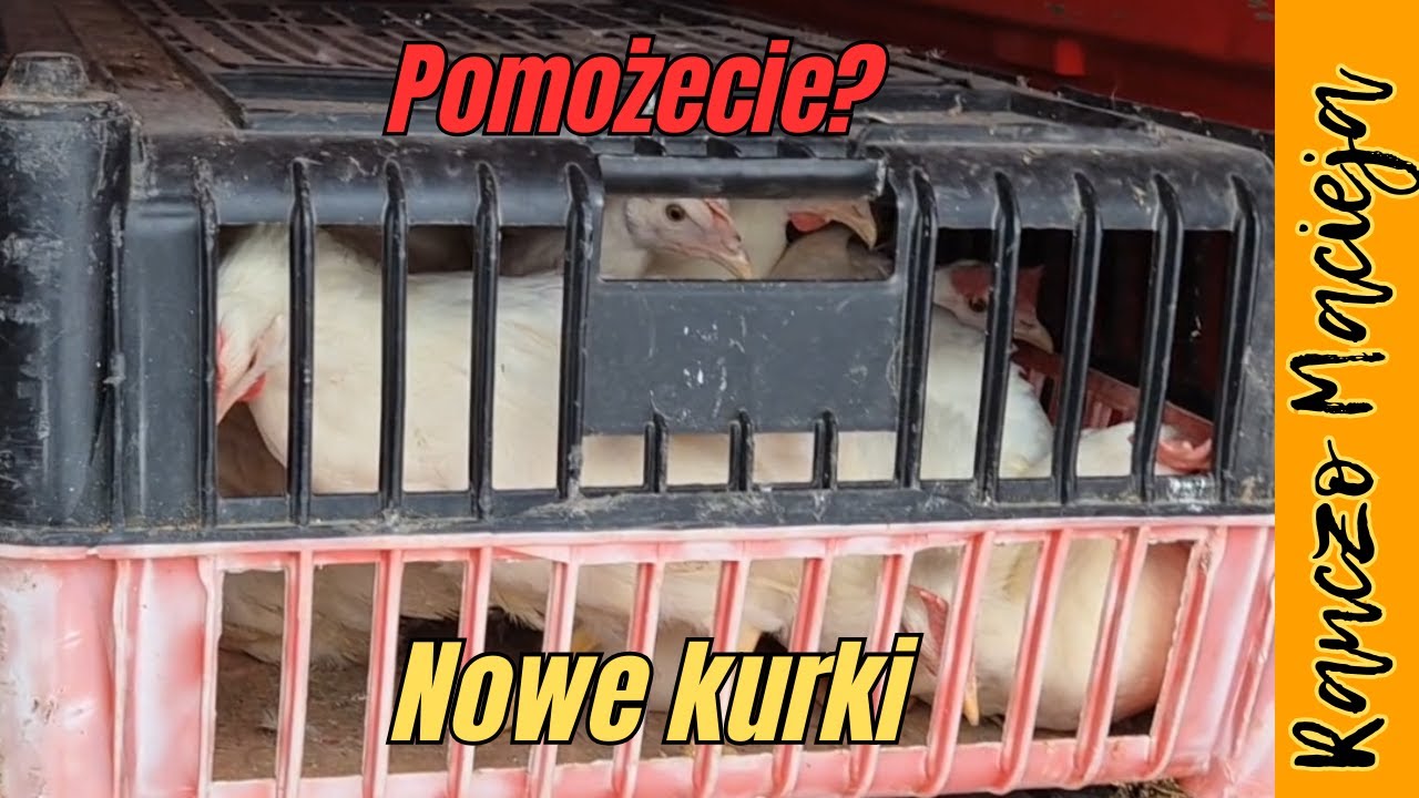 Nowe kurki w stadzie  #525 [4K]