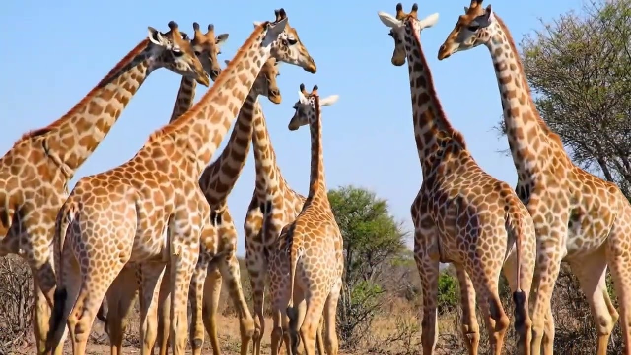 The Tallest Animal on Earth | Amazing Giraffe short Documentary 