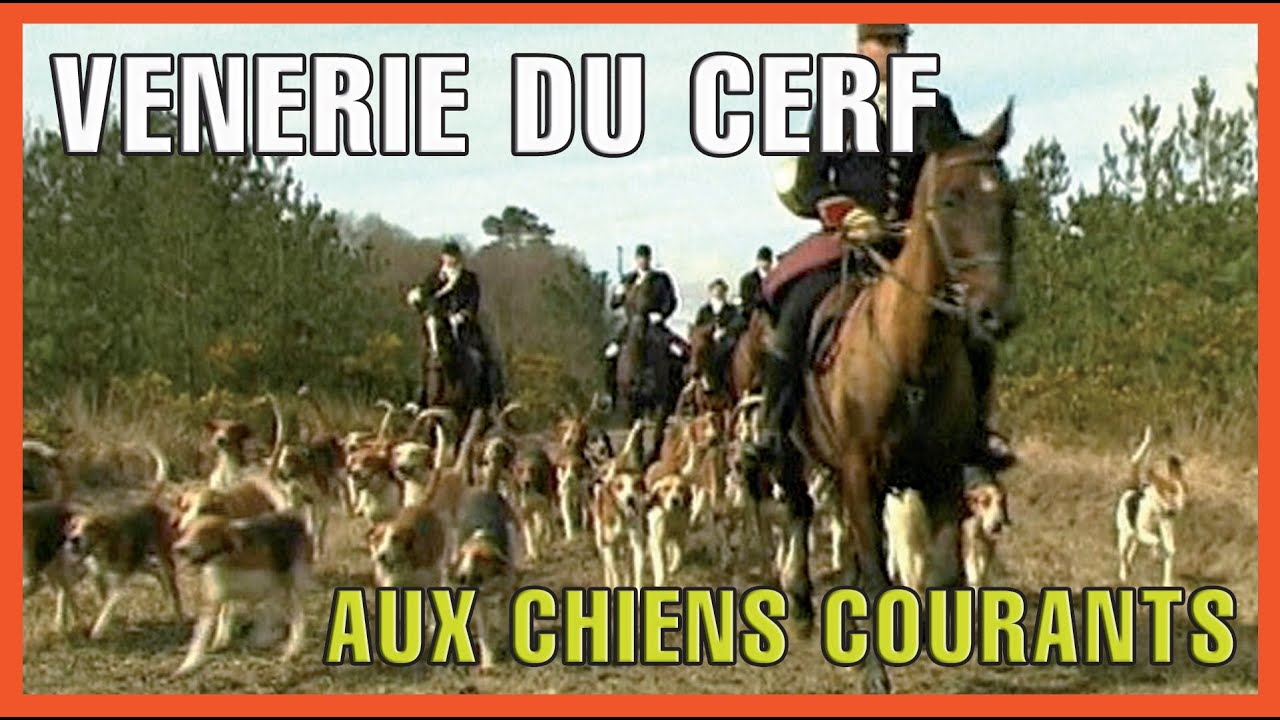 Vénerie du cerf aux chiens courants - Chasse du grand gibier - Top Chasse - TC3-1