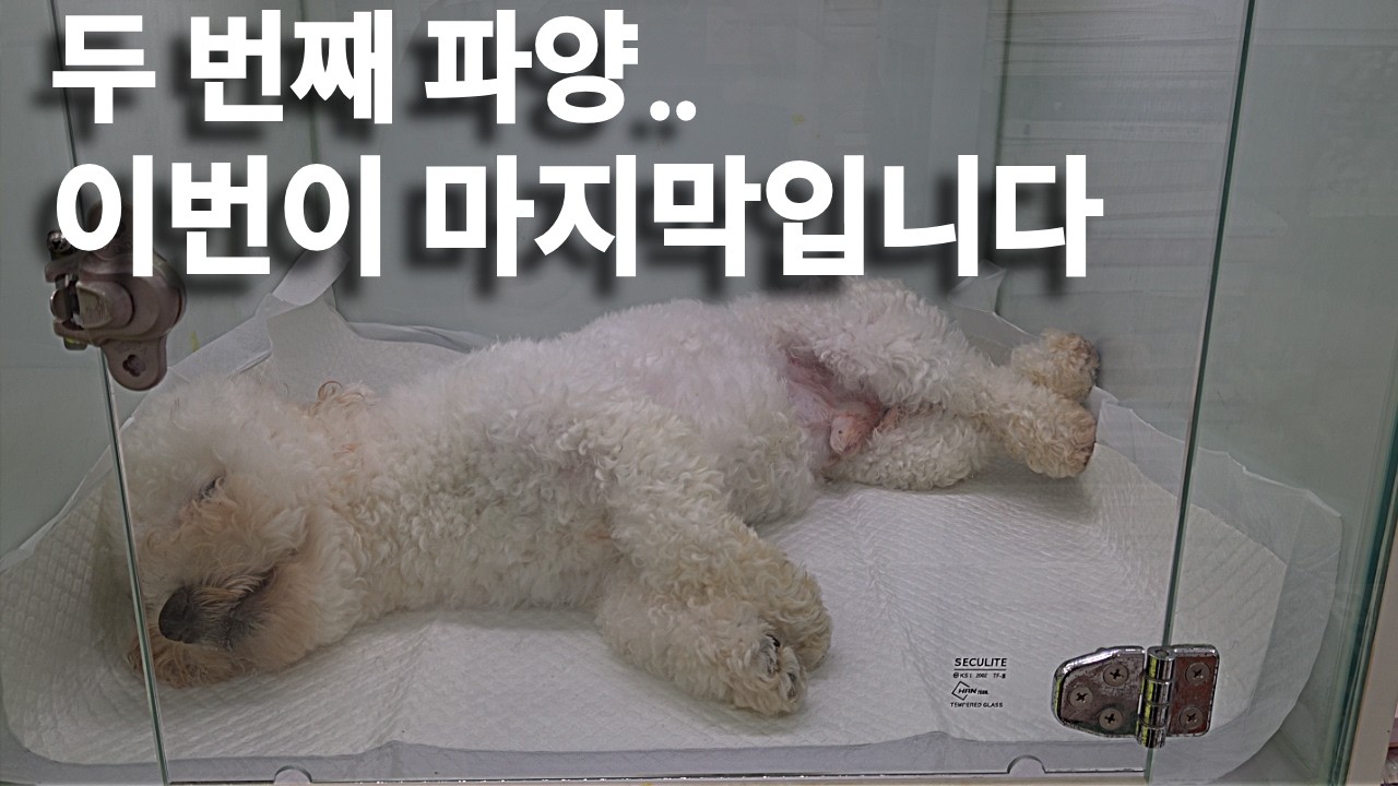 봉봉이, 새로운 가족을 만나 로이가 되다 | 봉봉이 2편