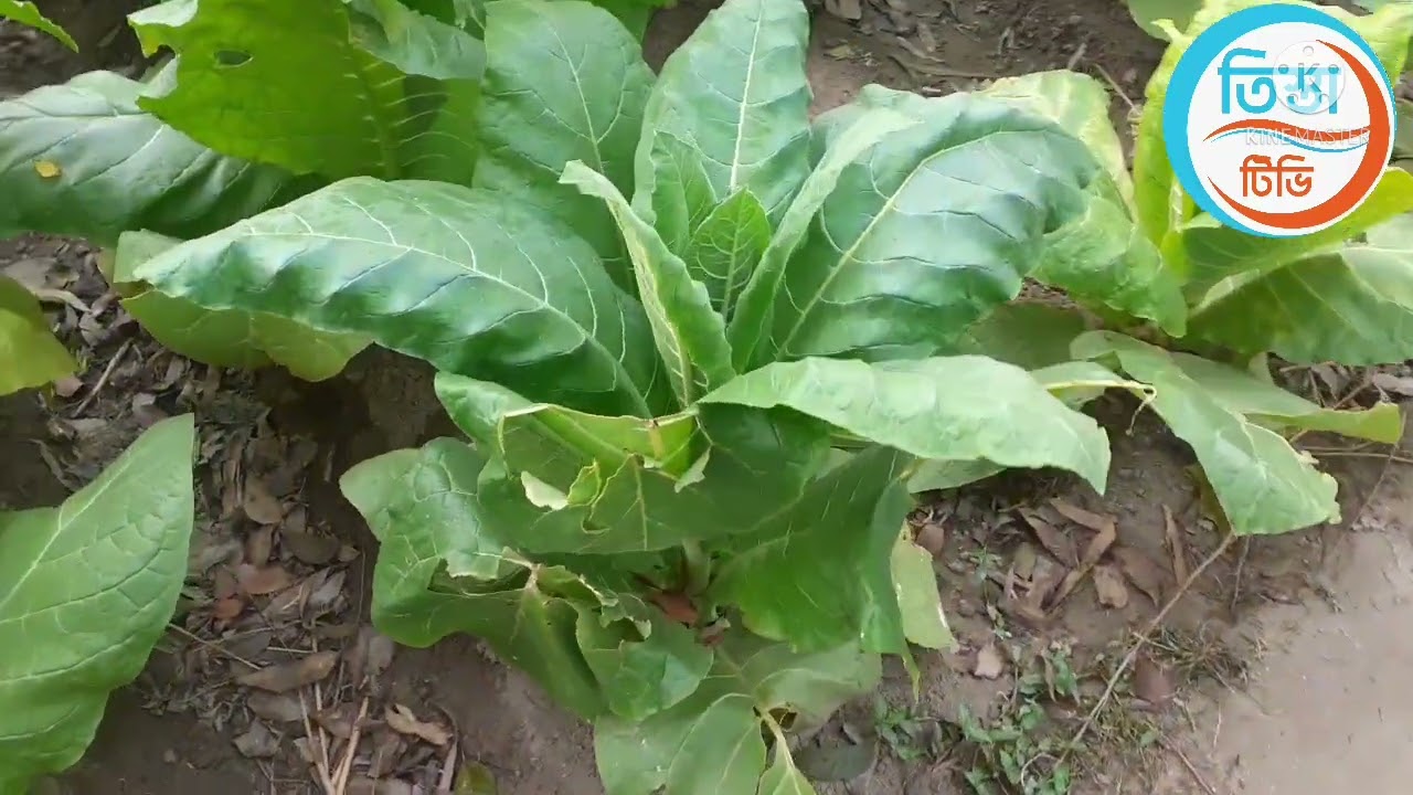 তামাক চাষ || আধুনিক পদ্ধতিতে তামাক চাষ || Tamak Chash || Tobacco in Bangladesh ||