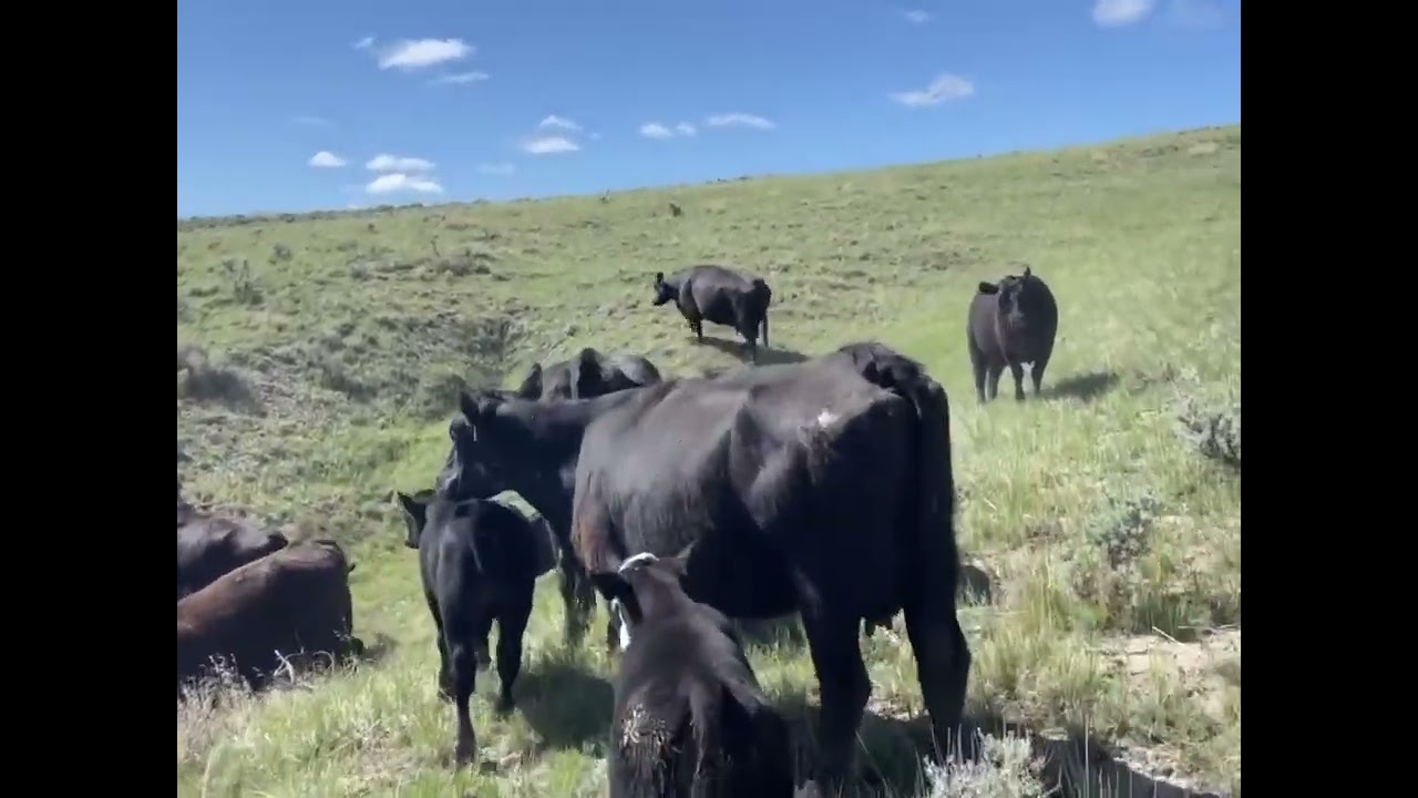 The adventure never ends. cartercountrymeats.com
