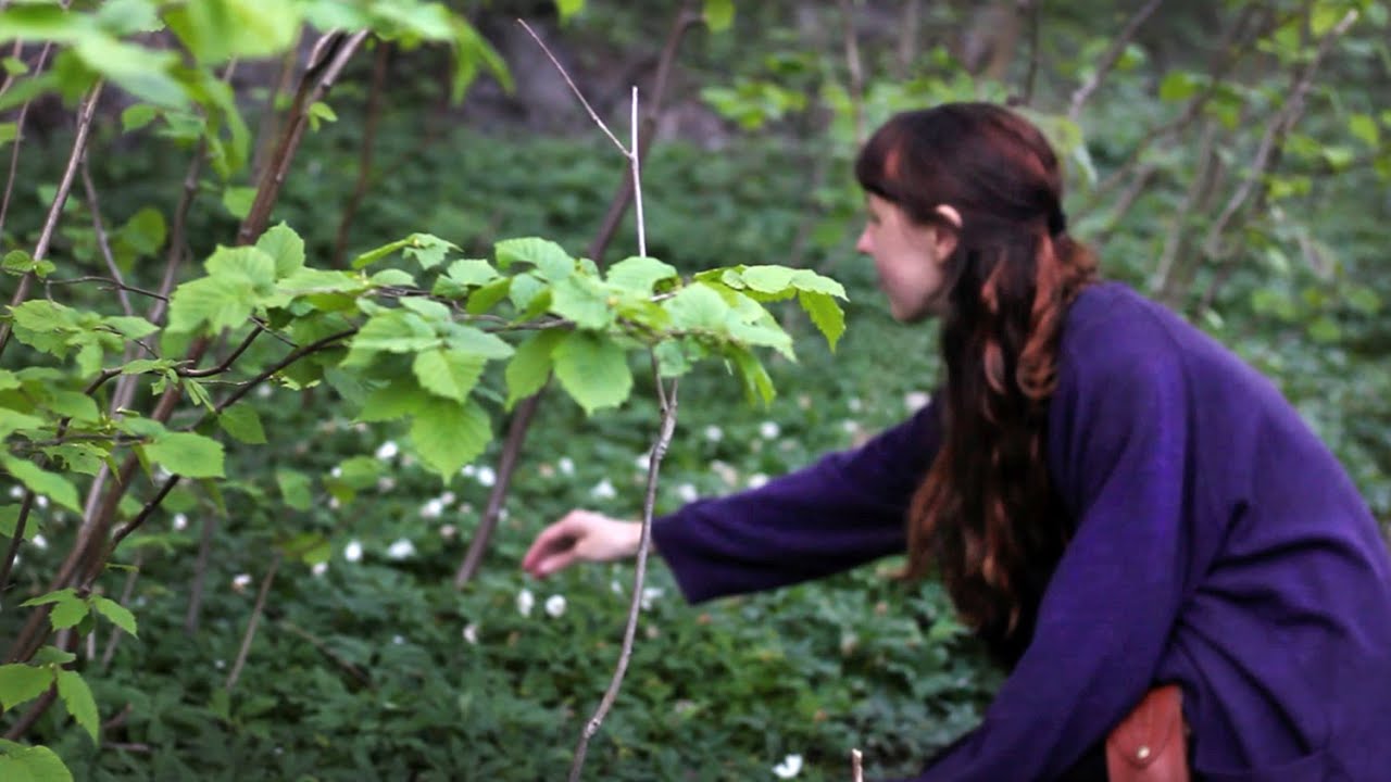 Collecting Japanese knotweed for Natural plant dye