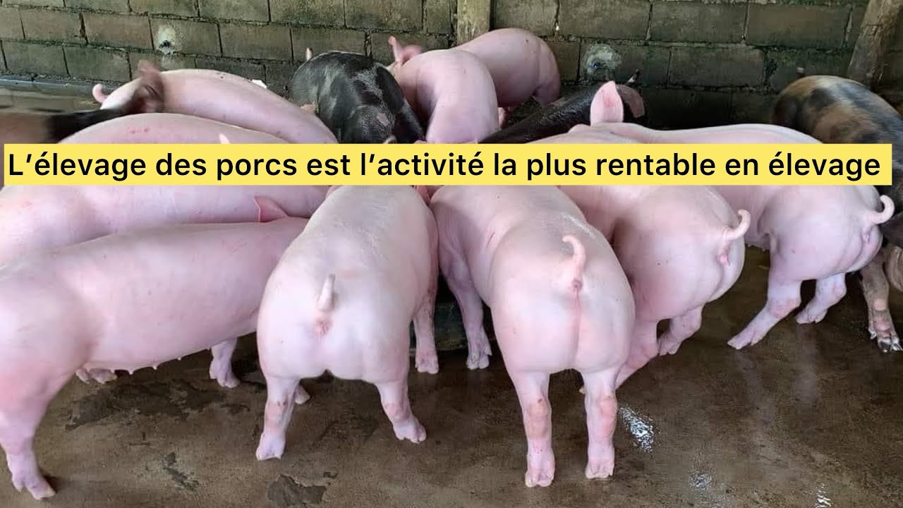 L&rsquo;&eacute;levage des porcs est l&rsquo;activit&eacute; la plus rentable en &eacute;levage