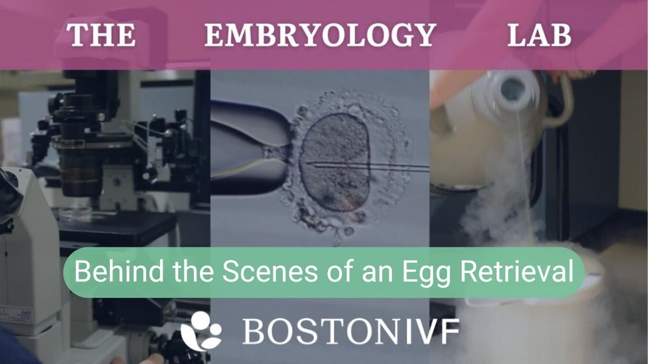 Behind the Scenes of an Egg Retrieval | Boston IVF Embryology Lab