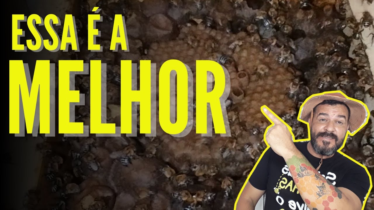 A MELHOR TÉCNICA DE MULTIPLICAÇÃO DE ABELHAS