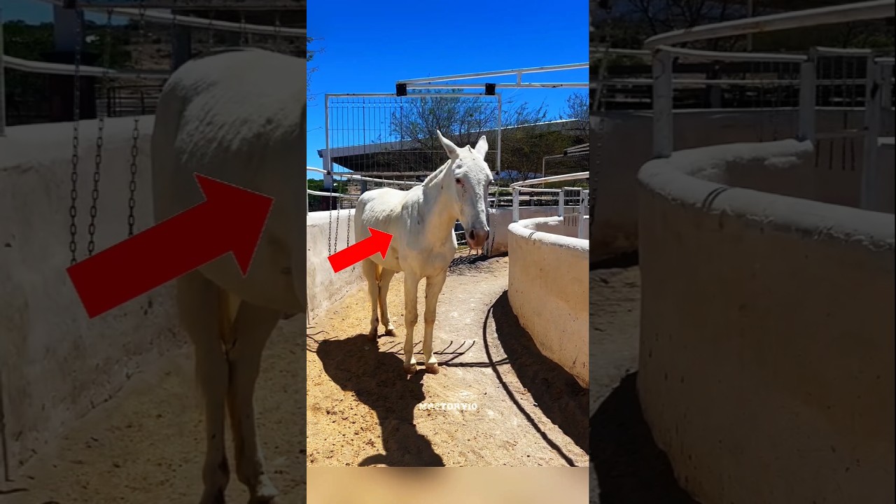 മടിയനായ കുതിരയുടെ ബുദ്ധി 😂🐴 | 