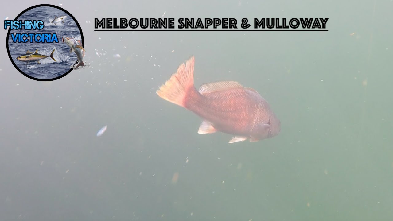 Melbourne Snapper & Mulloway