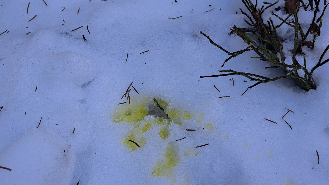 Välkommen till nya kanalen, med piss i snön😂😂😂