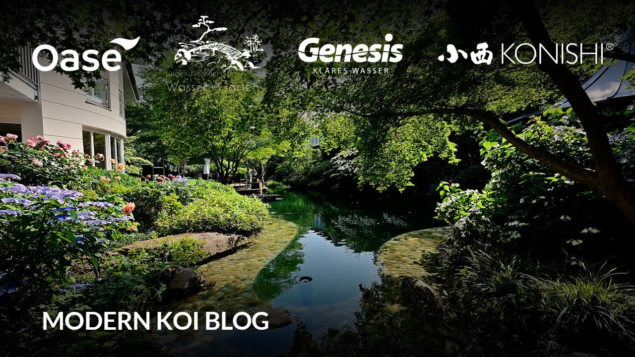 Modern Koi Blog #6117 - Caro und Björns sensationeller Jürgen Kirchner Traumteich