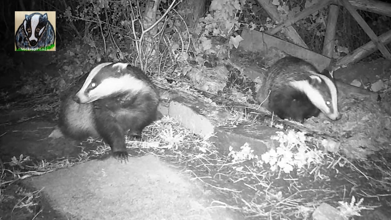 Badgers Just Hanging Around