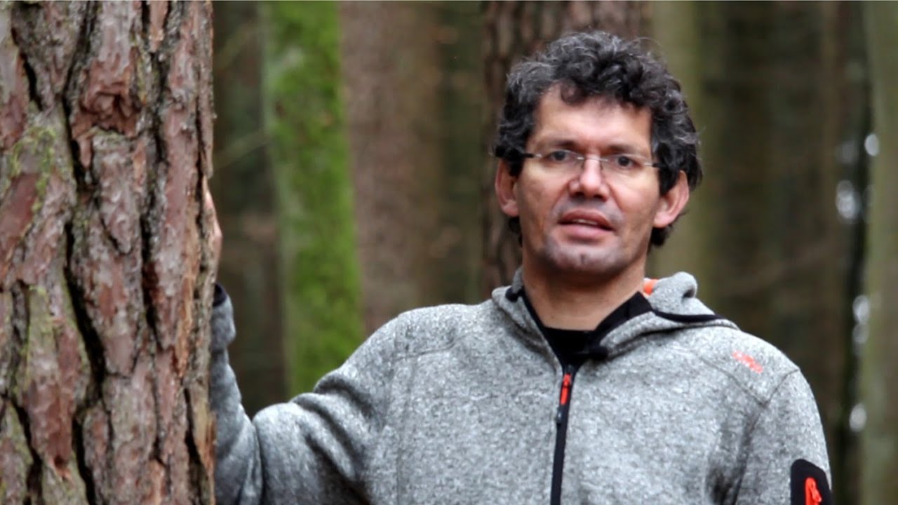 Waldwirtschaften Kompakt - Die junge Kiefer wird rar im Wald