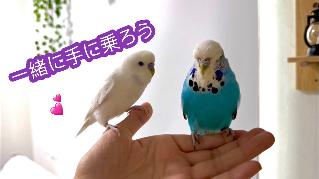 手を怖がるジャンボをサポートするセキセイインコ